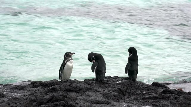 Galapagos penguins preening, grooming, and standing on a volcanic rock shore with the ocean in the background
