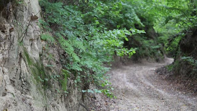 Road in loess gorge with plants growing on loess slopes. Szczebrzeszyn Landscape Park, Poland, Europe.