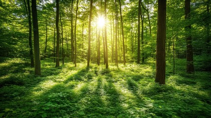 Fototapeta premium Serene Forest Scene with Sunlight and Green Foliage