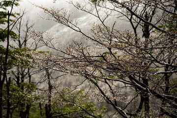 Bosque con gotas de lluvia invernal