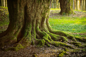 Two large, old trees with thick trunks covered in moss and spreading roots. In the background, there is a dense grove of tall bamboo stalks, with sunlight filtering through the leaves.