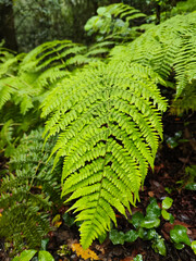 Closeup of Fern Fronds, Showcasing Fresh Green Foliage and Natural Beauty in a Botanical Setting