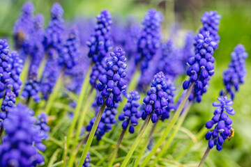 Fototapeta premium Grape hyacinth muscari armeniacum flowers blooming in spring garden