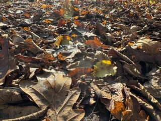 fallen autumn leaves