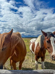 Obraz premium The beauty of the American west: a chestnut brown and a spotted horse roam the plains, set against the Teton range