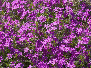Purple flowers meadow. Purple phlox subulate field. Flowers landscape. Purple moos phlox flowers. Spring background. Spring flowers meadow. Greeting card, invitation. Purple aesthetic. Floral texture.