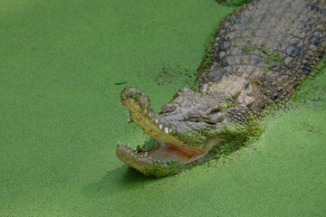 Closed up of an estuarine crocodile's mouth in a green pond.The saltwater crocodile is seen opening...