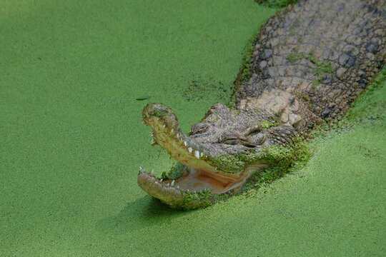 Closed up of an estuarine crocodile's mouth in a green pond.The saltwater crocodile is seen opening its mouth. The mouth is pointed and the teeth look sharp. Crocodile in the zoo