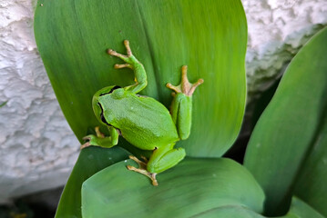 European tree frog sitting on the green leaves