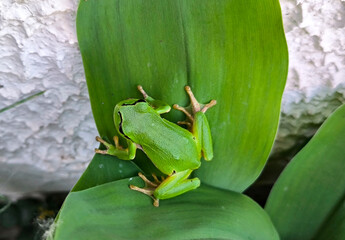 European tree frog sitting on the green leaves