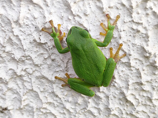 European tree frog sitting on the green leaves