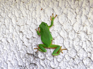 European tree frog sitting on the green leaves