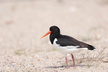 Eurasian oystercatcher