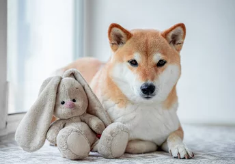 Cute red dog Shiba Inu is lying on the windowsill with his favorite toy rabbit and looks at the camera . Close-up. © Елена Швецова