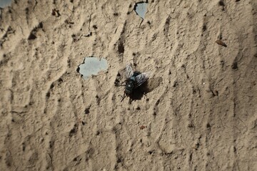 mouche