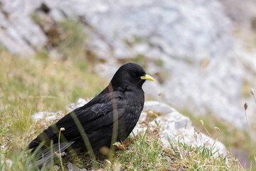 Alpine chough