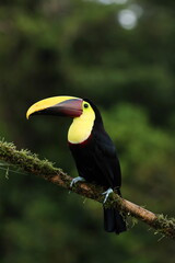 Black-mandibled Toucan