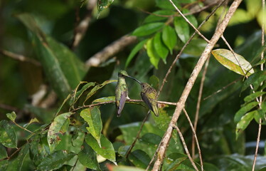 Hummingbird feeding its offspring