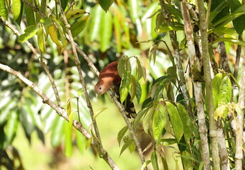 Squirrel cuckoo