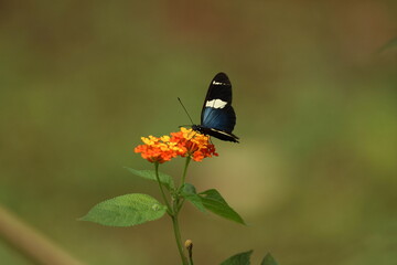 butterfly on a flower