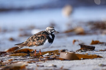 Ruddy turnstone