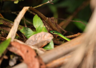 parrot snake