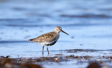 Dunlin in breeding plumage