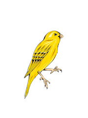 beautiful yellow canary bird