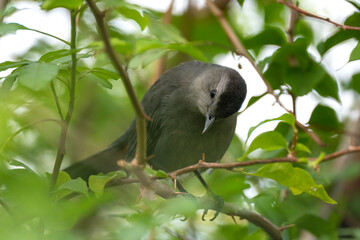 A Gray Catbird bird perched on a tree branch in summer Florida shrubs