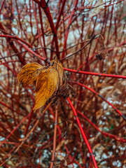 yellow leaves