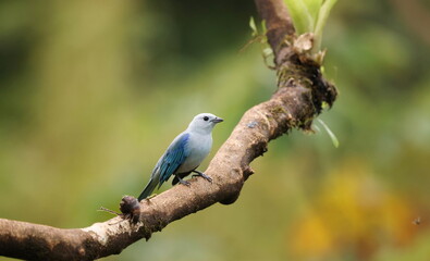 Blue-gray tanager