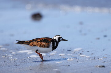 Ruddy turnstone