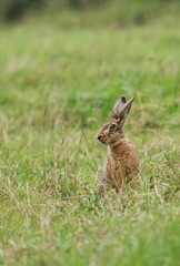 European hare