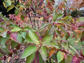 Close-up of Cornus alba autumn colour leaves. Baton Rouge, Tatarian dogwood, the red-barked, white or Siberian dogwood. Purple, yellow, orange, green, red leaf colours. Family Cornaceae.