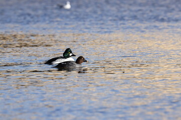 Male and female common goldeneye