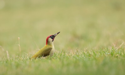 European green woodpecker