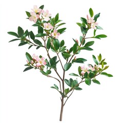 Obraz premium rose myrtle plant on white background. plant is isolated,generative ai