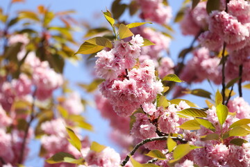cherry blossoms