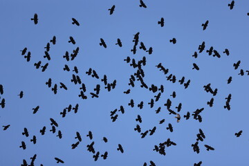 a flock of alpine chough