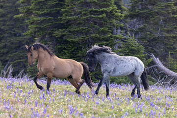 Wild Horse Stallions in the Pryor Mountains Montana in Summer