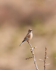 Common linnet