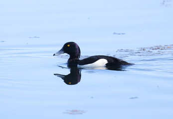 Male Tufted duck
