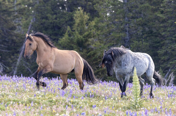 Fototapeta premium Wild Horse Stallions in the Pryor Mountains Montana in Summer