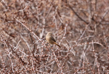 Female Güldenstädt's redstart
