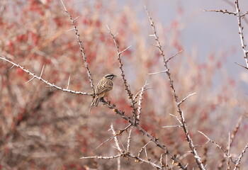 Rock bunting
