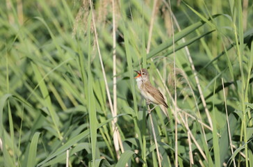 Great reed warbler