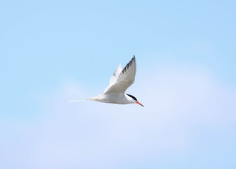 Common tern flying