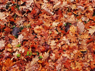 Colours of autumn as a beautiful wallpaper
