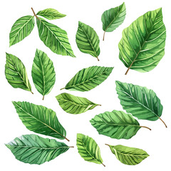 A watercolor of a set of walnut leaves, isolated on a white background. Walnut leaves vector.