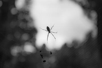 A black and white image of a spider waiting for a prey.